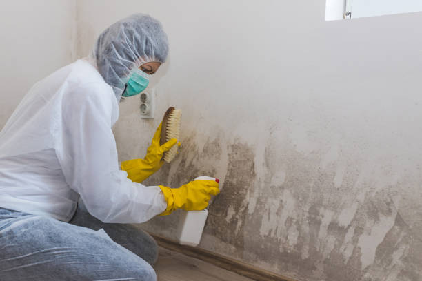 Best Industrial Mold Remediation in Earlimart, CA