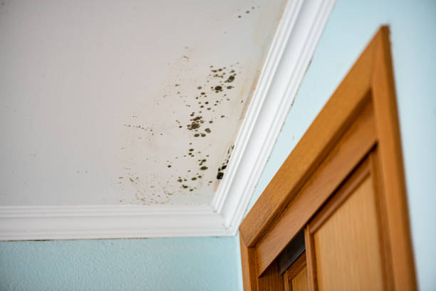 Reliable Earlimart, CA Mold Remediation Solutions