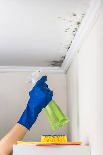 Best Preventive Mold Services in Earlimart, CA